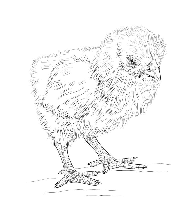 Baby Chic Coloring Page Md Coloring Page — Free Printable — free printable coloring page
