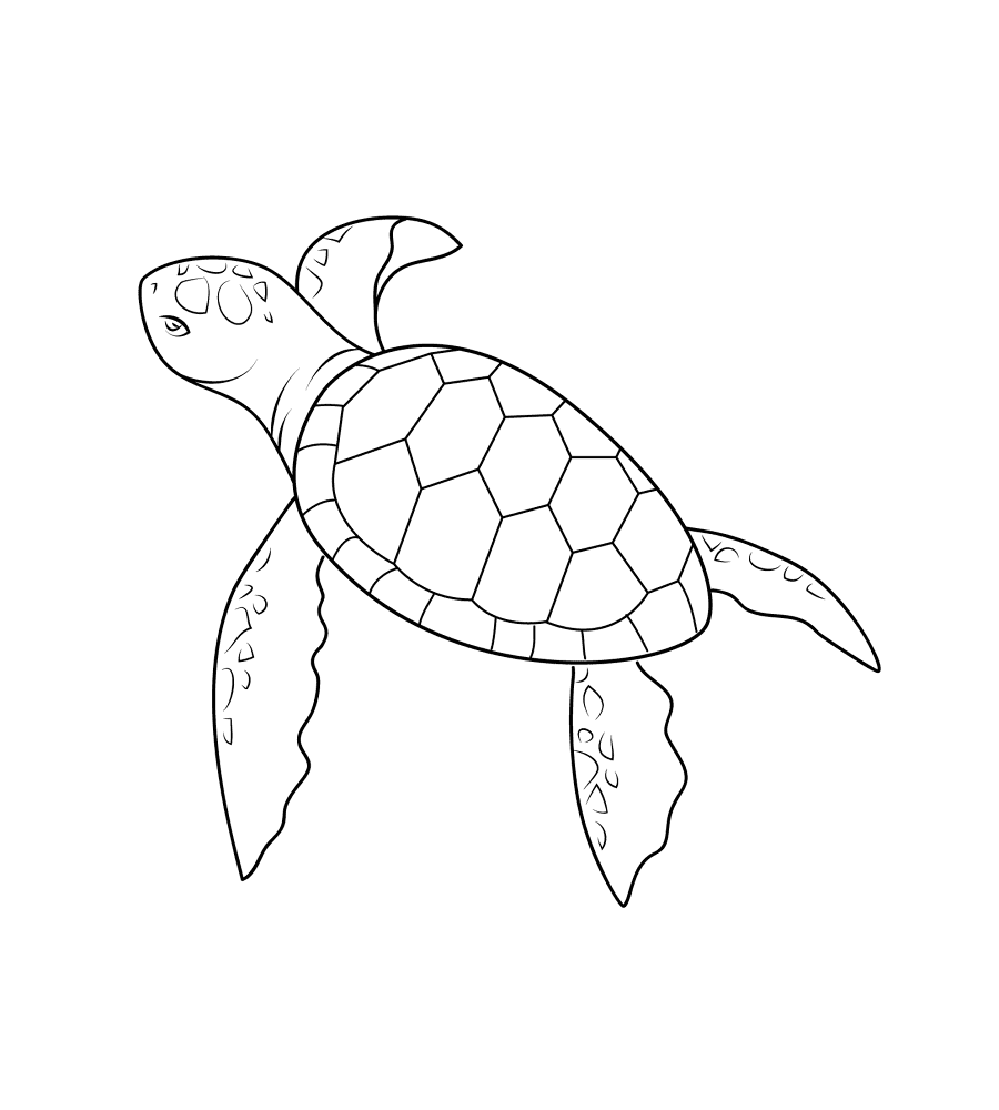 Baby Turtle Coloring Page Md Coloring Page — Free Printable — free printable coloring page