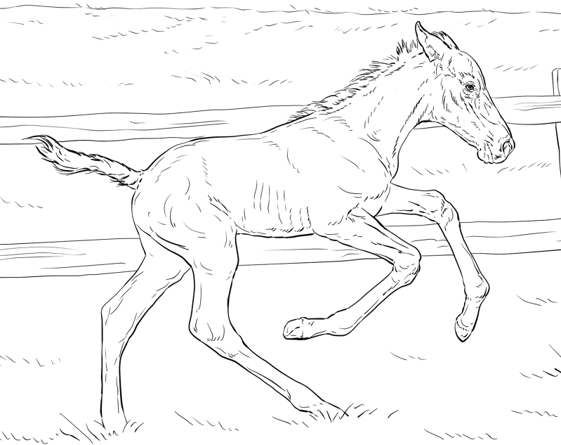 Bucking Foal Coloring Page Md Coloring Page — Free Printable — free printable coloring page