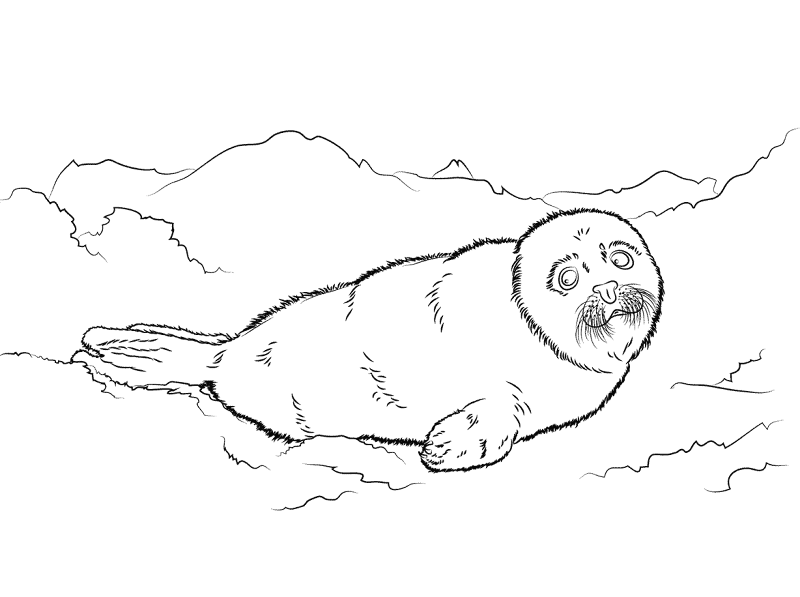 Cute Harp Seal Baby Coloring Pages Md Coloring Page — Free Printable — free printable coloring page
