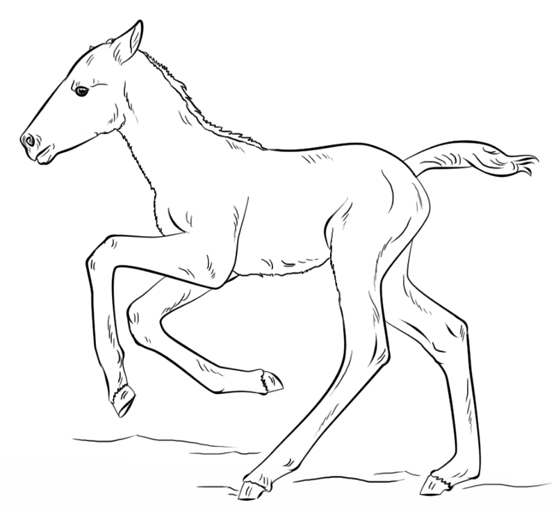 Cute Running Foal Coloring Page Md Coloring Page — Free Printable — free printable coloring page