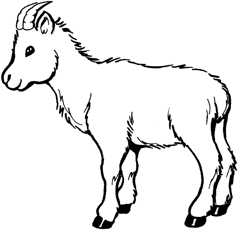 Goat 3 Coloring Page Md Coloring Page — Free Printable — free printable coloring page