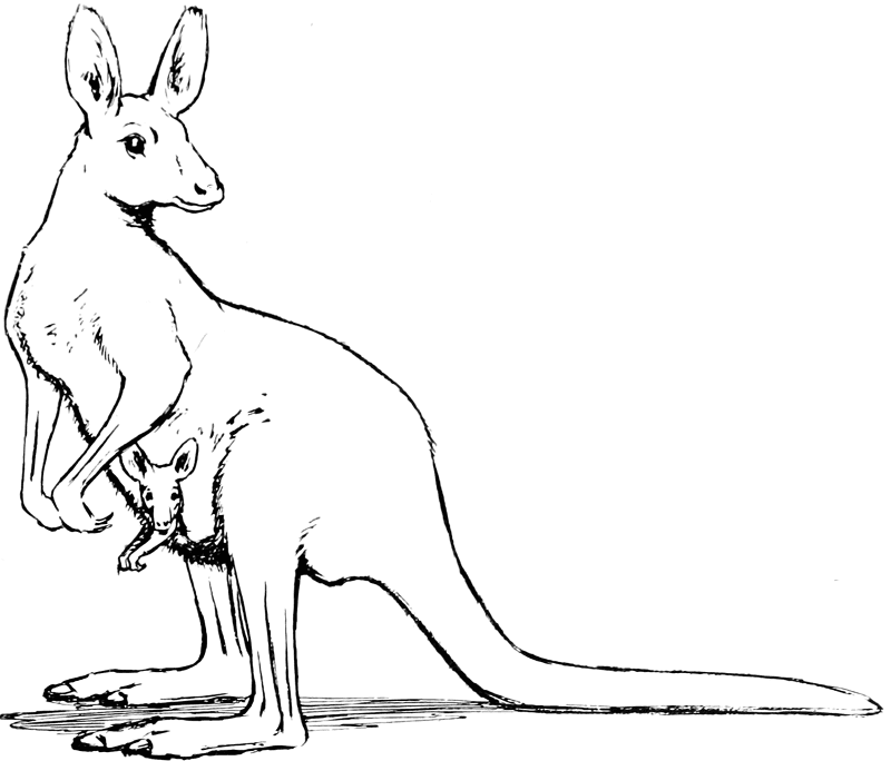 Kangaroo Coloring Page Md Coloring Page — Free Printable — free printable coloring page