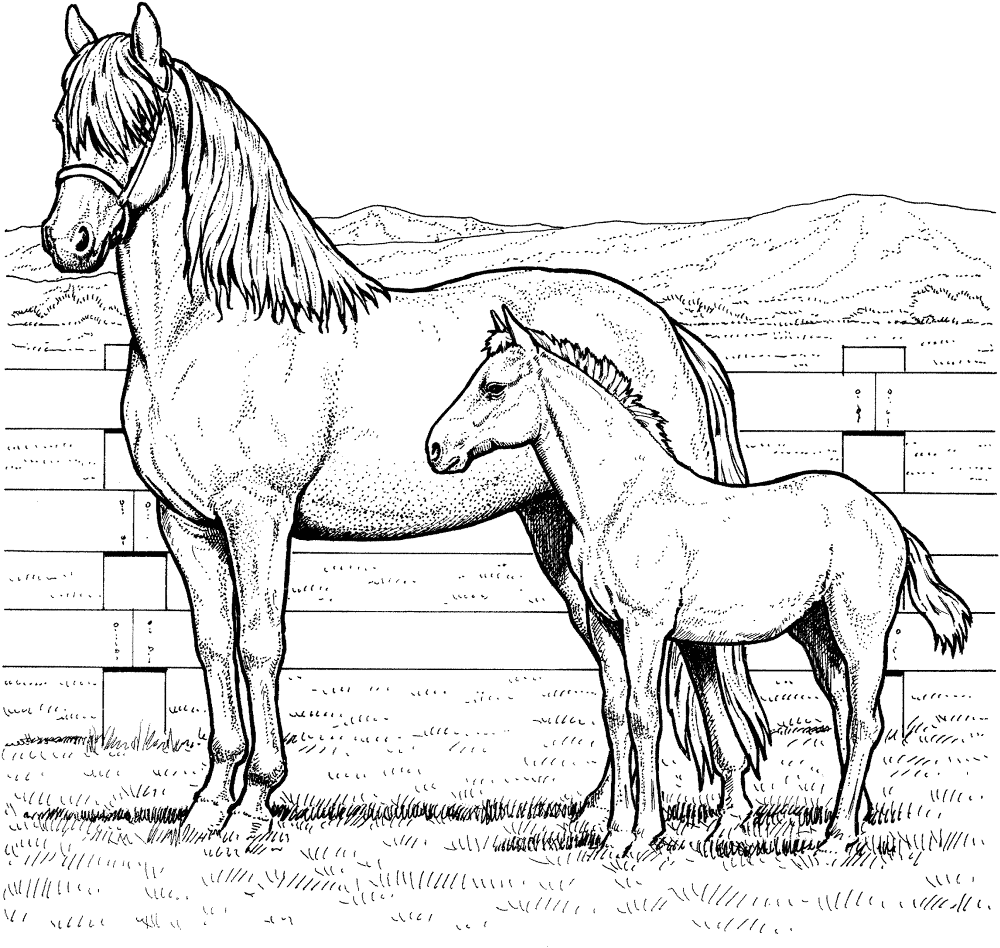 Mare And Colt Coloring Page Md Coloring Page — Free Printable — free printable coloring page