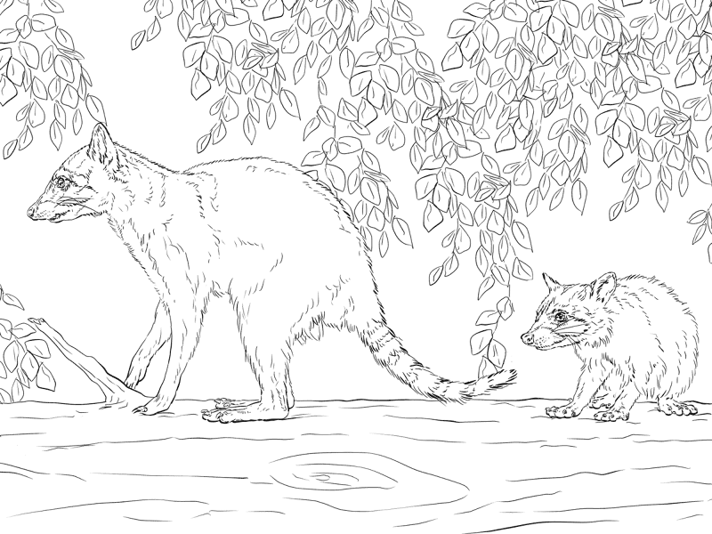 Mother And Baby Raccoon Coloring Page Md Coloring Page — Free Printable — free printable coloring page