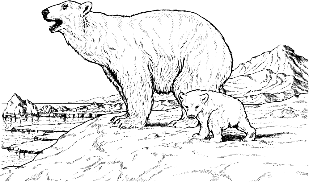 Polar Bear Mother And Baby Coloring Page Md Coloring Page — Free Printable — free printable coloring page