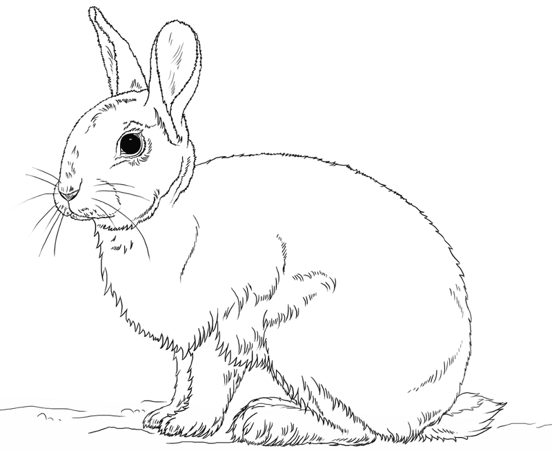 Rabbit Coloring Page Md Coloring Page — Free Printable — free printable coloring page