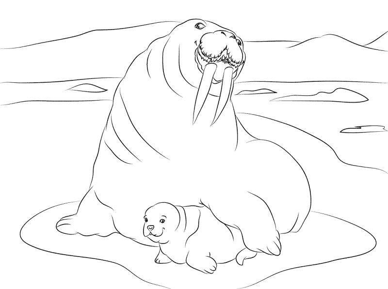 Walrus Cute Baby Coloring Pages Md Coloring Page — Free Printable — free printable coloring page