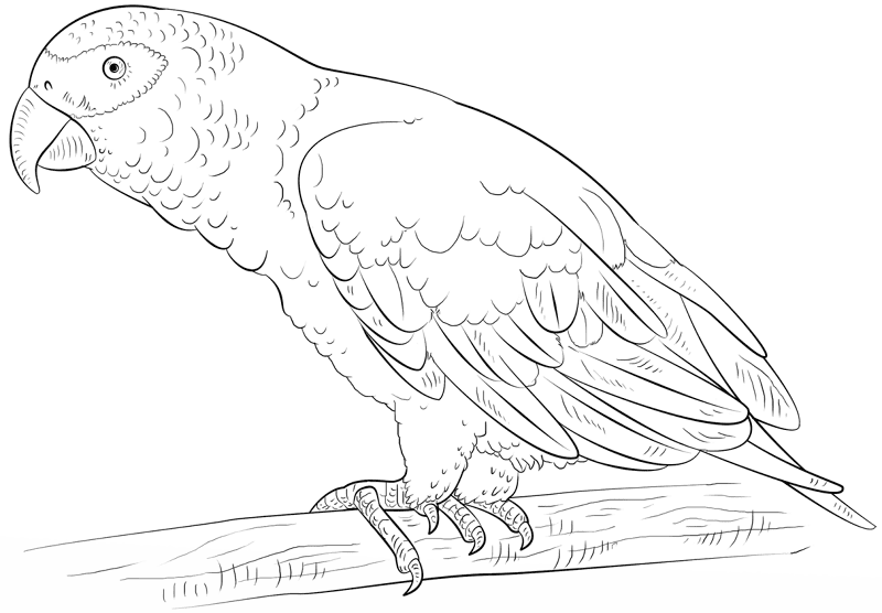 African Gray Parrot Coloring Page Md Coloring Page — Free Printable — free printable coloring page