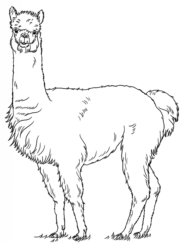 Alpaca Coloring Page Md Coloring Page — Free Printable — free printable coloring page