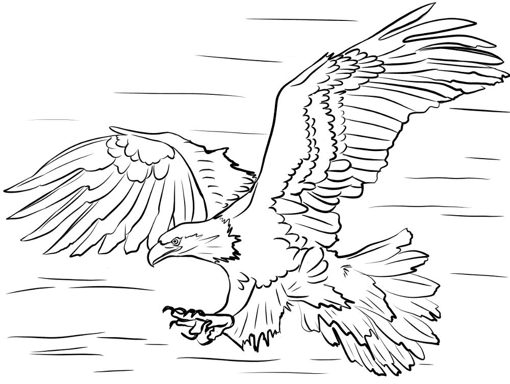 Bald Eagle Diving For Prey Coloring Page Md Coloring Page — Free Printable — free printable coloring page