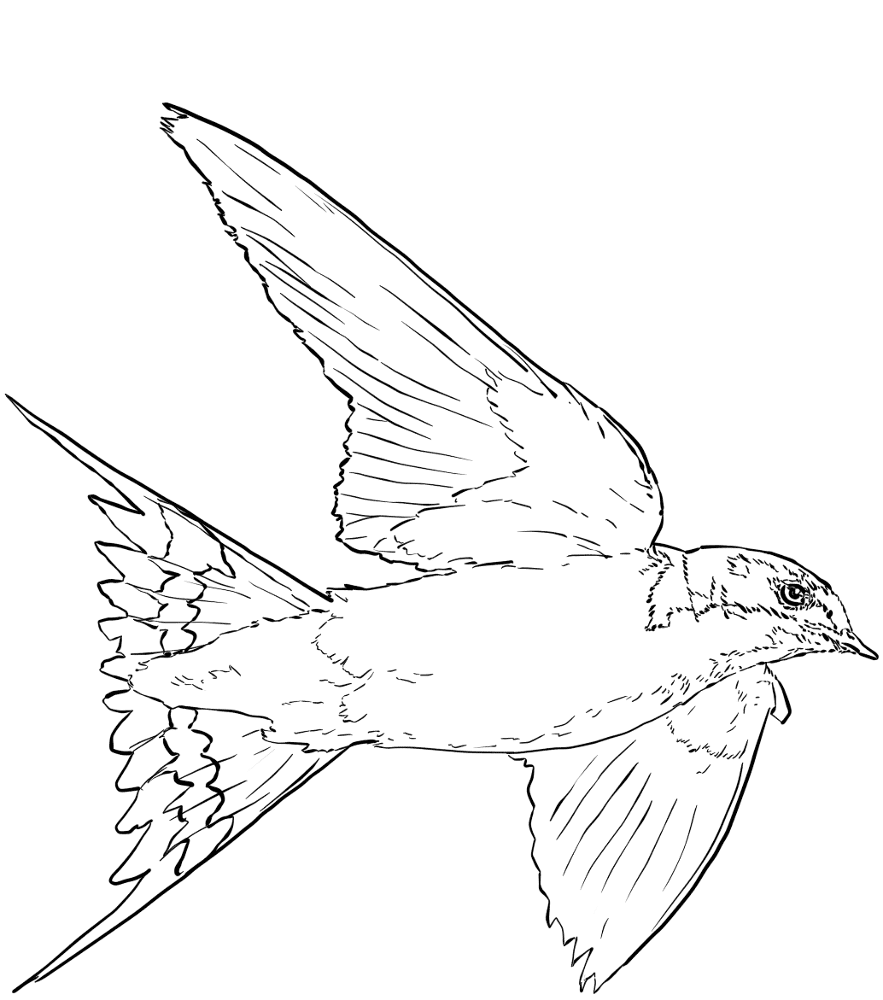 Barn Swallow In Flight Coloring Page Md Coloring Page — Free Printable — free printable coloring page