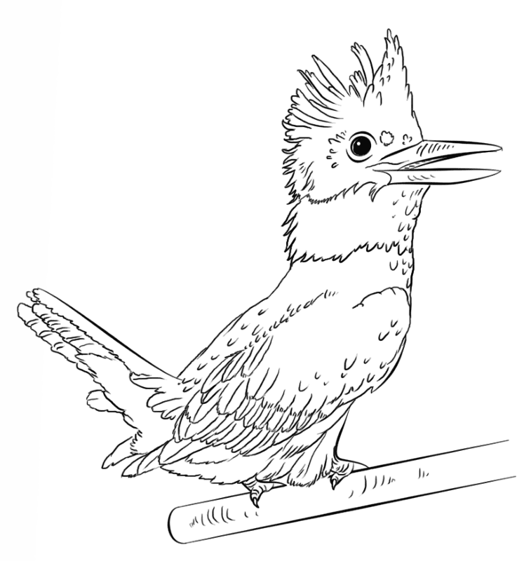 Belted Kingfisher Coloring Page Md Coloring Page — Free Printable — free printable coloring page