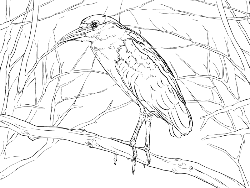 Black Crowned Night Heron Coloring Pages Md Coloring Page — Free Printable — free printable coloring page