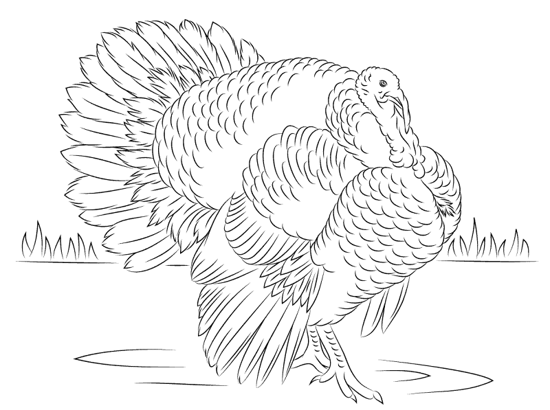 Bourbon Red Turkey Tom Coloring Pages Md Coloring Page — Free Printable — free printable coloring page