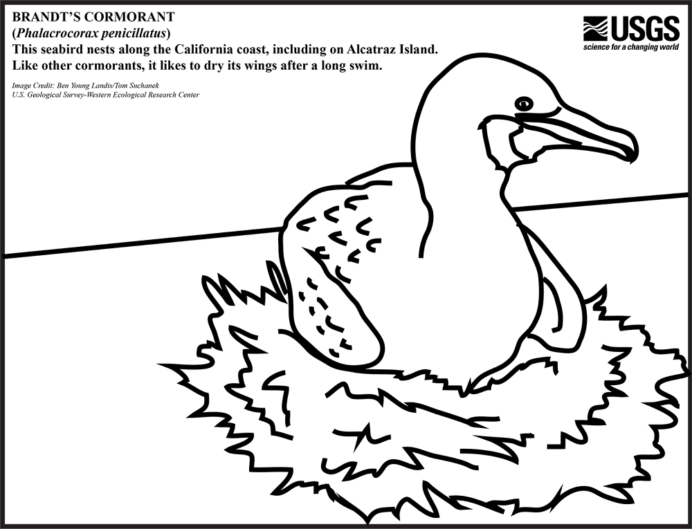 Brandts Cormorant Coloring Page Md Coloring Page — Free Printable — free printable coloring page