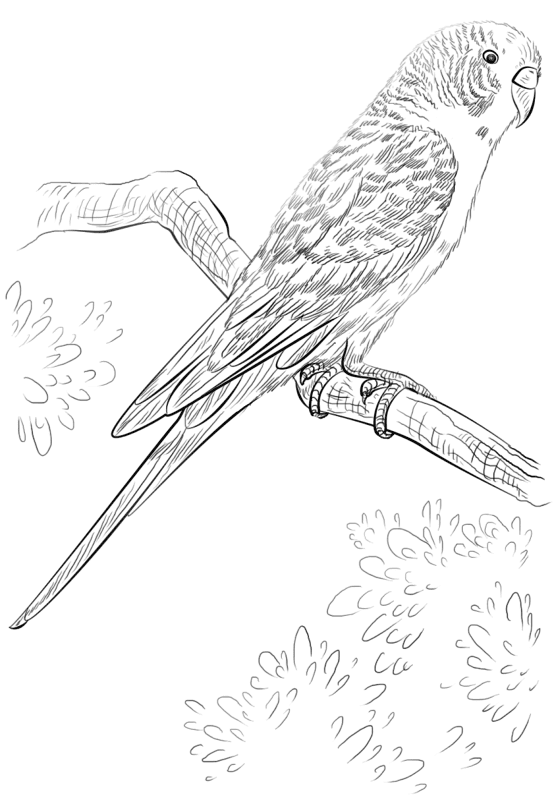 Budgerigar Coloring Page Md Coloring Page — Free Printable — free printable coloring page