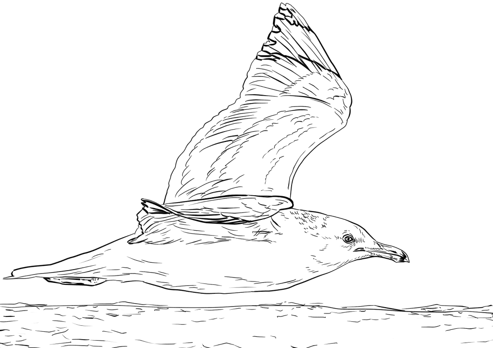California Gull Coloring Page Md Coloring Page — Free Printable — free printable coloring page