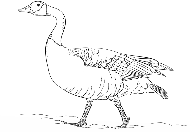 Canada Goose Coloring Page Md Coloring Page — Free Printable — free printable coloring page