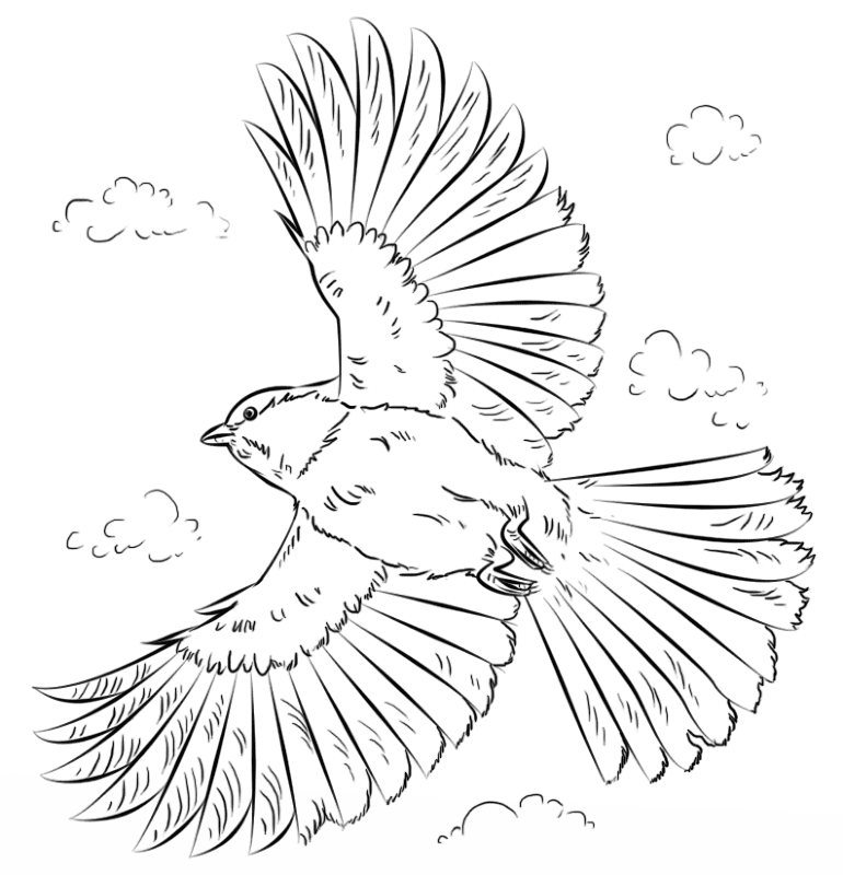 Chicadee Coloring Page Md Coloring Page — Free Printable — free printable coloring page