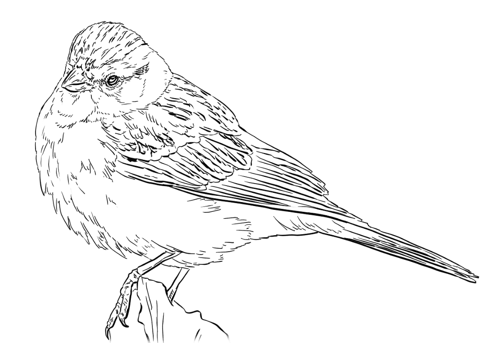 Chipping Sparrow Coloring Page Md Coloring Page — Free Printable — free printable coloring page