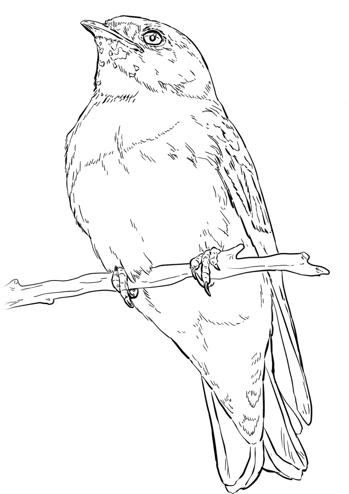 Cliff Swallow Coloring Page Md Coloring Page — Free Printable — free printable coloring page