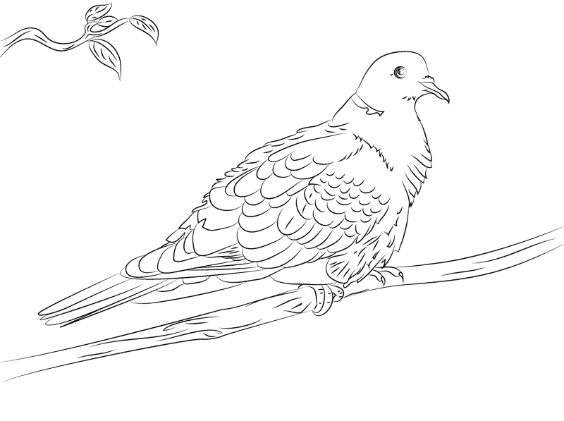 Collared Dove Coloring Pages Md Coloring Page — Free Printable — free printable coloring page