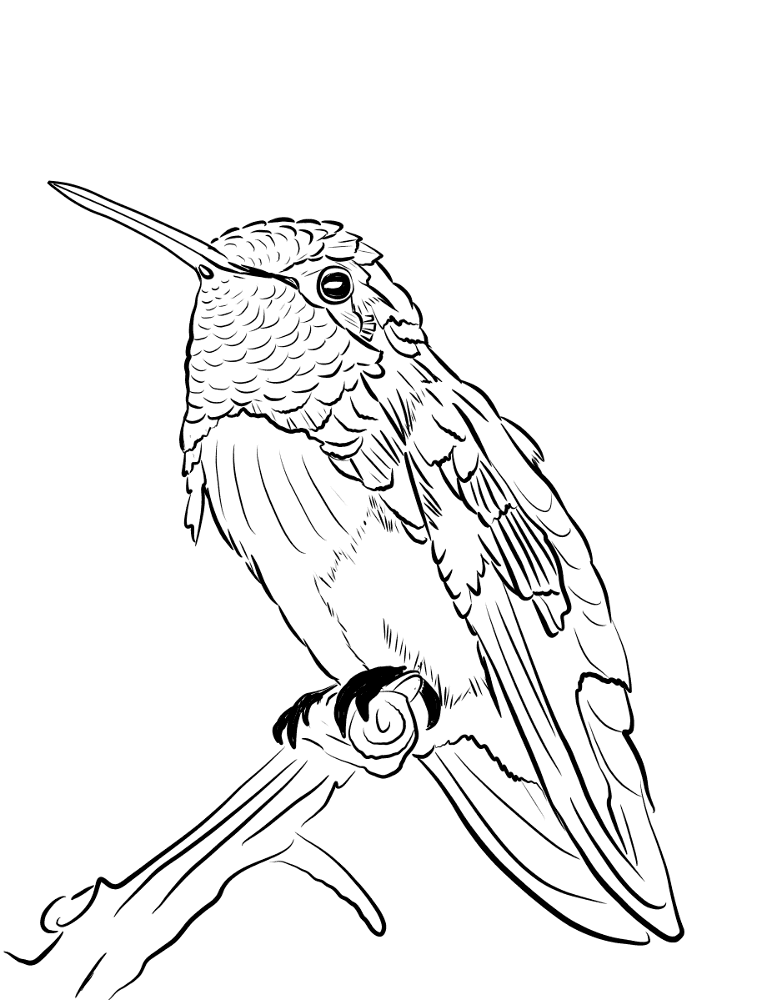 Costas Hummingbird Coloring Page Md Coloring Page — Free Printable — free printable coloring page