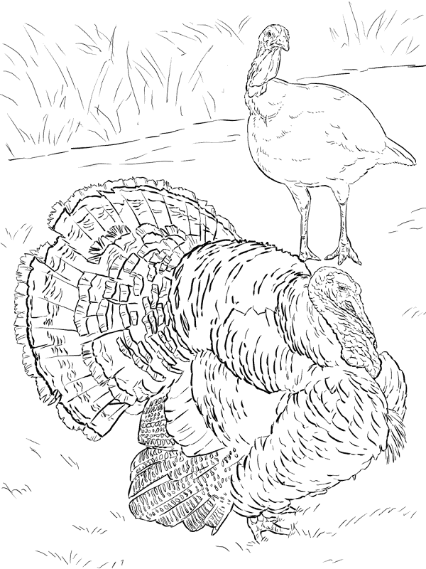 Domesticated Turkey Tom And Hen Coloring Pages Md Coloring Page — Free Printable — free printable coloring page