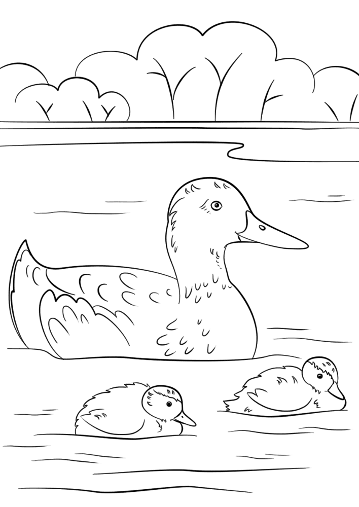 Duck With Ducklings Coloring Page Md Coloring Page — Free Printable — free printable coloring page