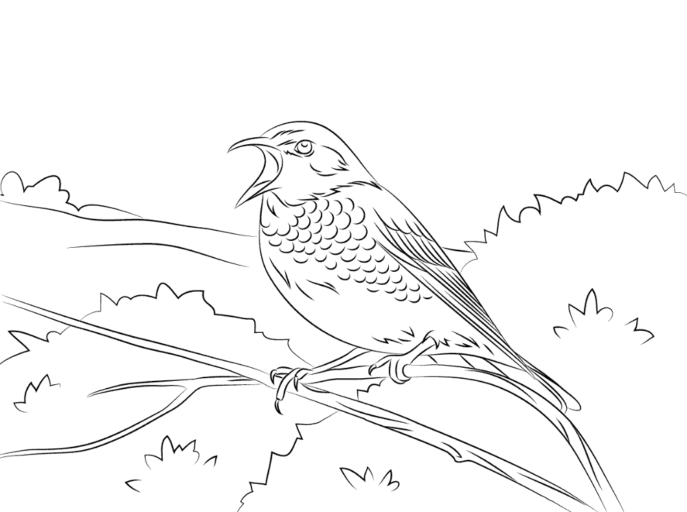 Dusky Thrush Coloring Pages Md Coloring Page — Free Printable — free printable coloring page