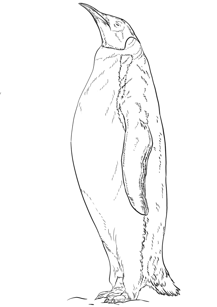 Emperor Penguin Coloring Page Md Coloring Page — Free Printable — free printable coloring page