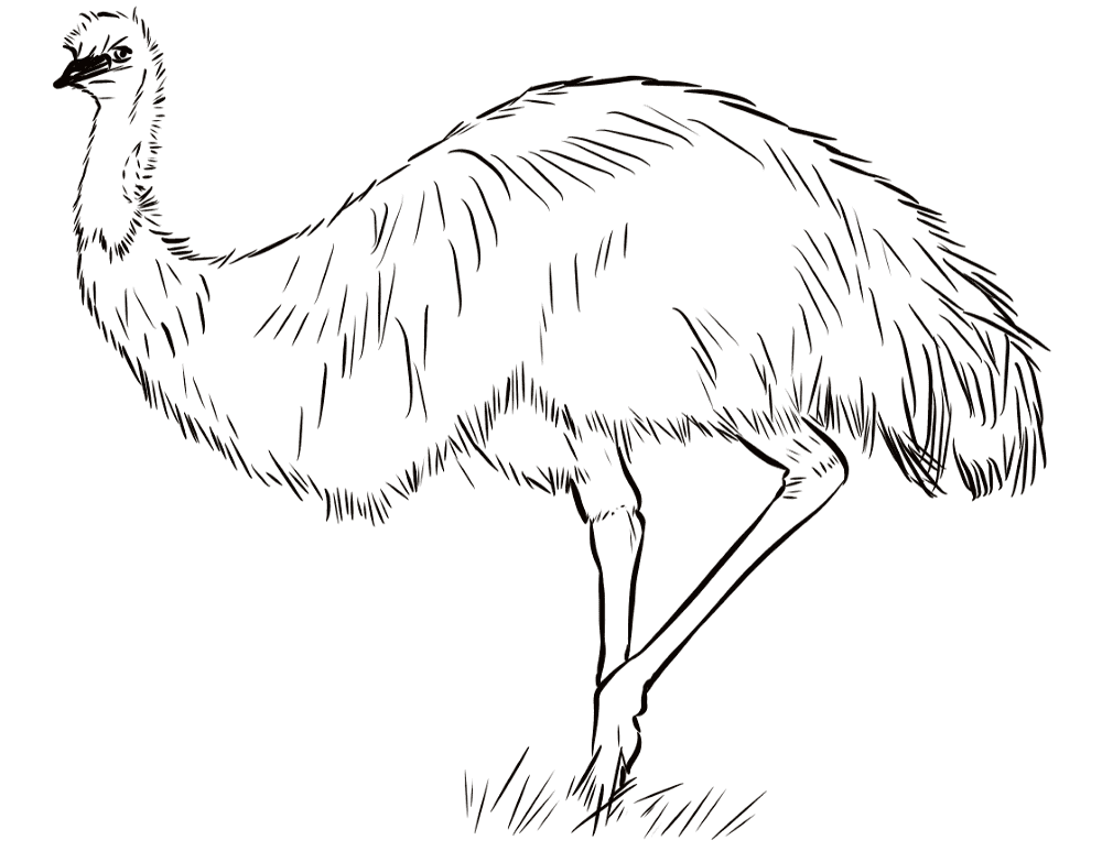 Emu 2 Coloring Page Md Coloring Page — Free Printable — free printable coloring page