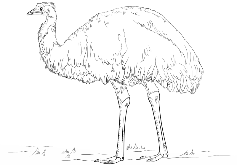 Emu Dromaius Coloring Page Md Coloring Page — Free Printable — free printable coloring page