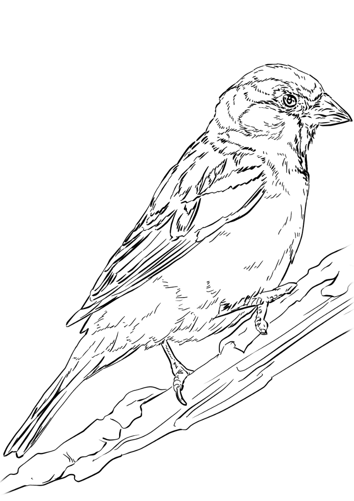 English Sparrow Coloring Page Md Coloring Page — Free Printable — free printable coloring page