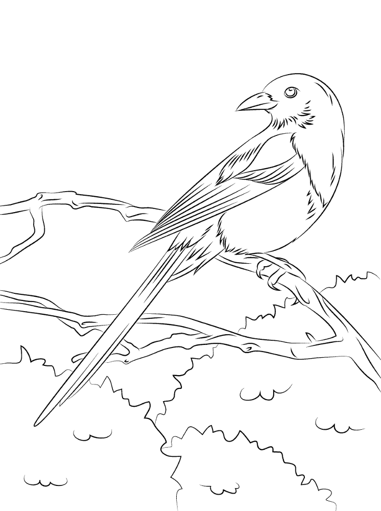 European Magpie Coloring Pages Md Coloring Page — Free Printable — free printable coloring page