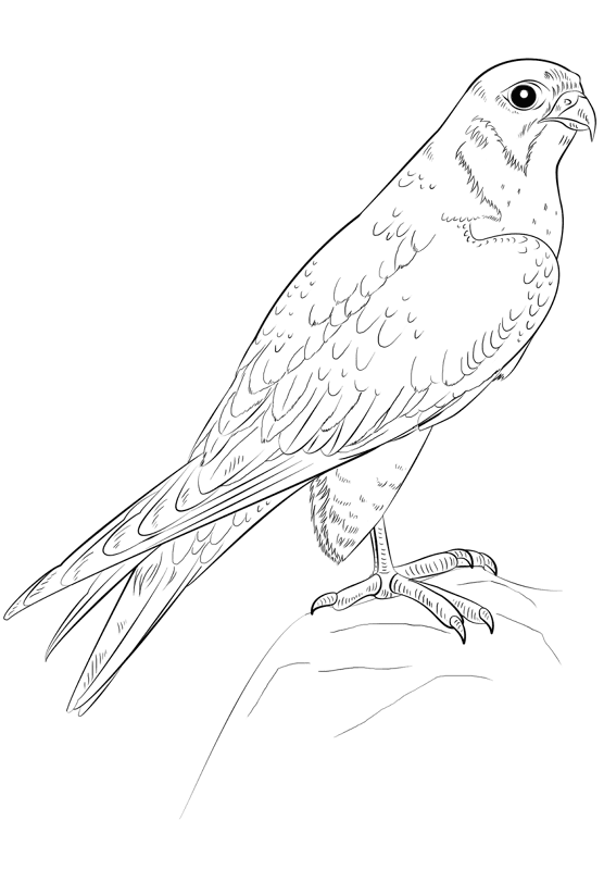 Falco Peregrinus Coloring Page Md Coloring Page — Free Printable — free printable coloring page