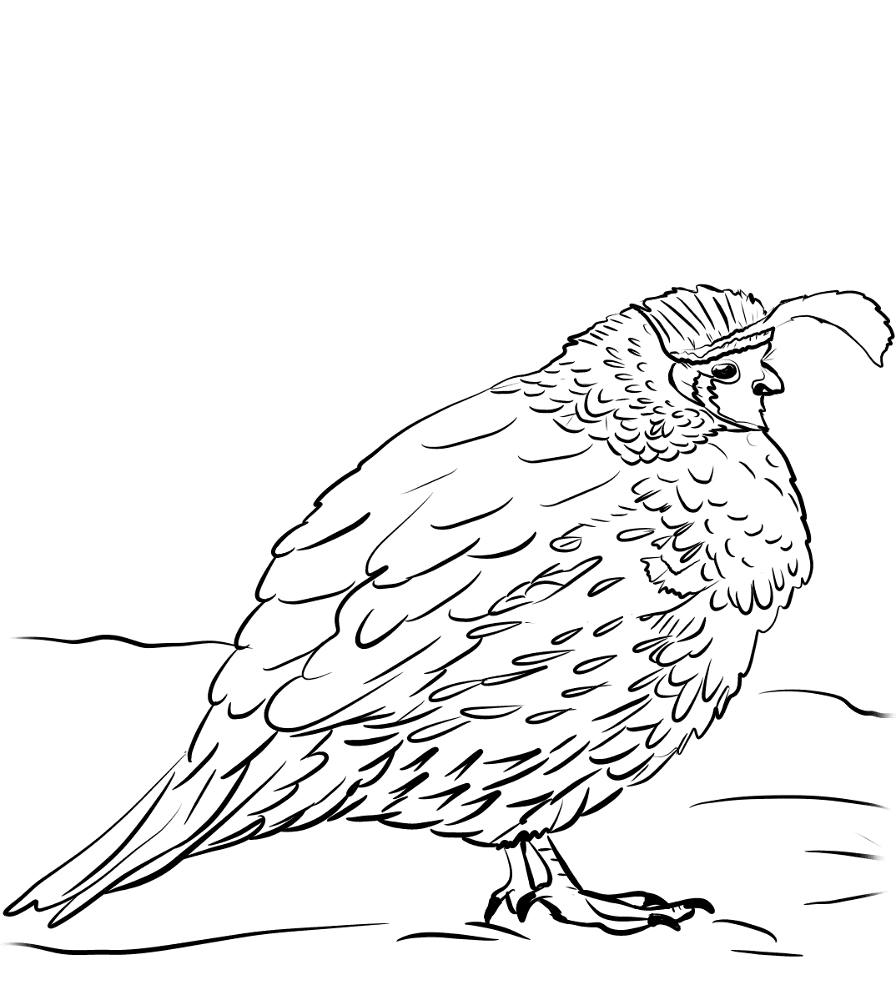 Gambels Quail Coloring Page Md Coloring Page — Free Printable — free printable coloring page