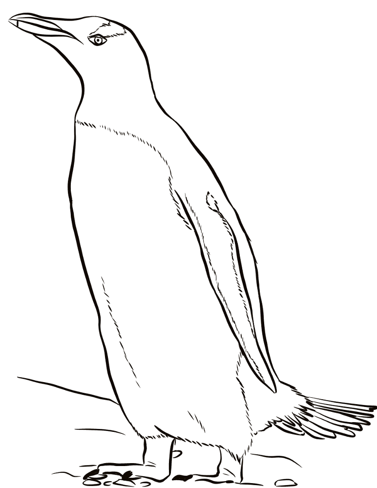 Gentoo Penguin Coloring Page Md Coloring Page — Free Printable — free printable coloring page