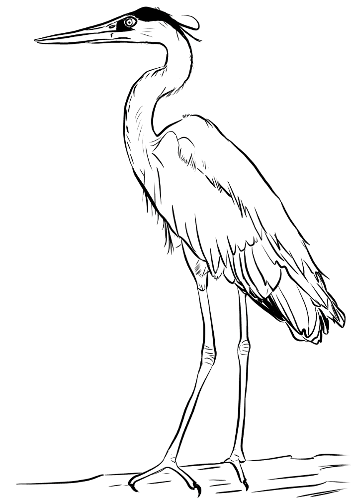 Great Blue Heron Coloring Page Md Coloring Page — Free Printable — free printable coloring page