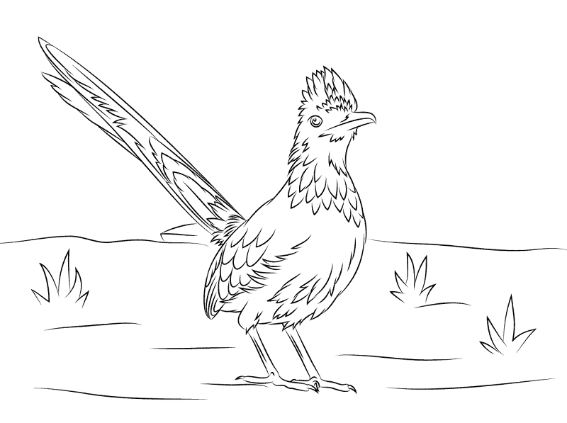 Greater Roadrunner Bird Coloring Pages Md Coloring Page — Free Printable — free printable coloring page