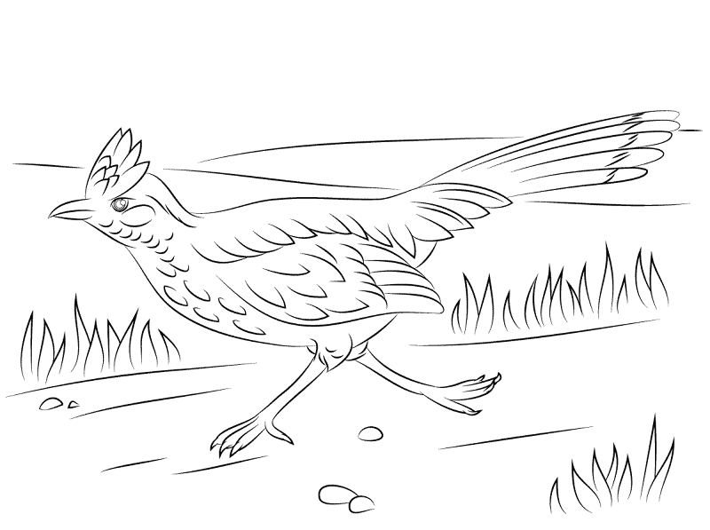 Greater Roadrunner Run Coloring Pages Md Coloring Page — Free Printable — free printable coloring page