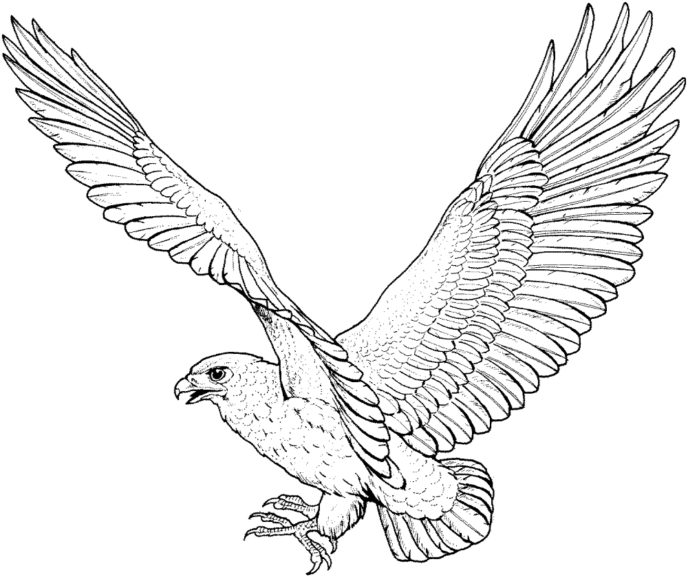 Hawk 5 Coloring Page Md Coloring Page — Free Printable — free printable coloring page