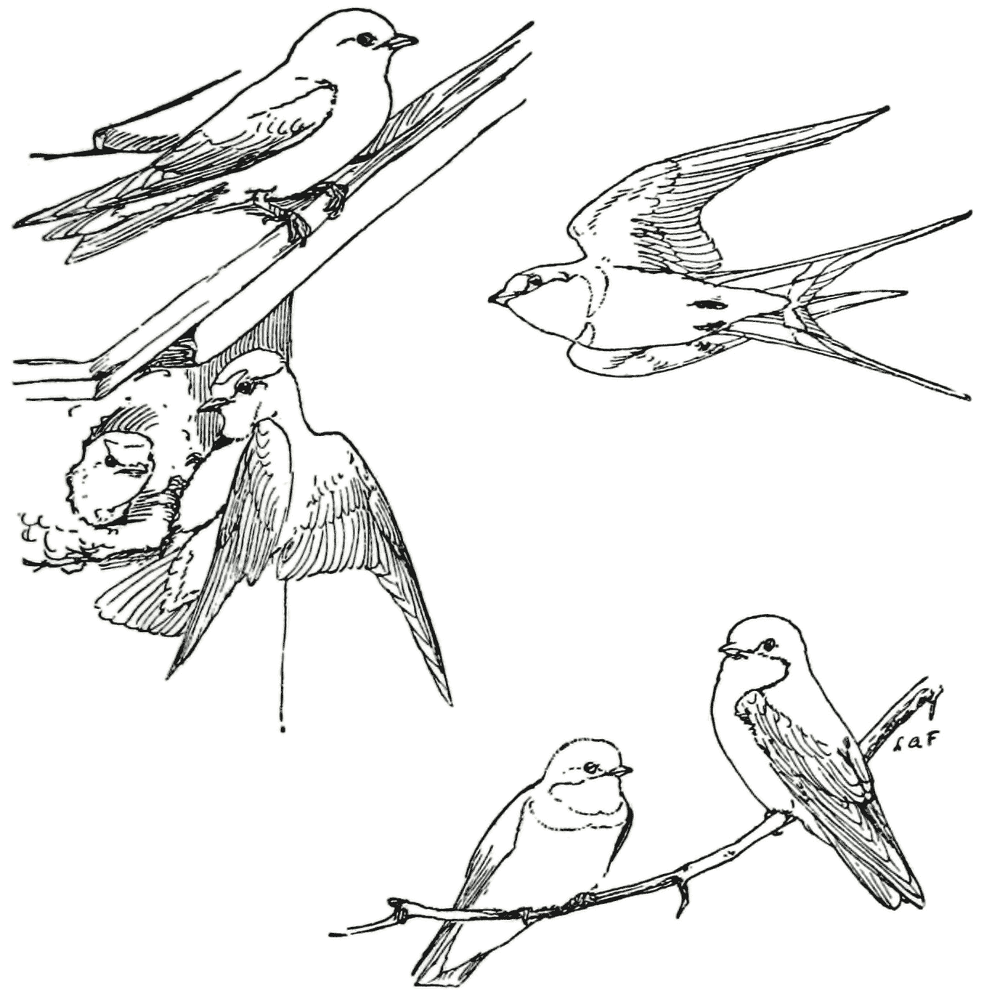 Hirundinidae Purple Martin Cliff Swallow Sandbank Swallow Barn Swallow Tree Swallow Coloring Page Md Coloring Page — Free Printable — free printable coloring page