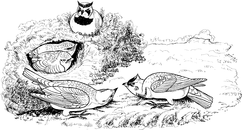 Horned Lark Birds Coloring Page Md Coloring Page — Free Printable — free printable coloring page