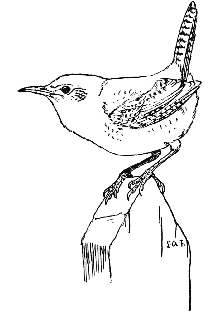 House Wren Coloring Page Md Coloring Page — Free Printable — free printable coloring page