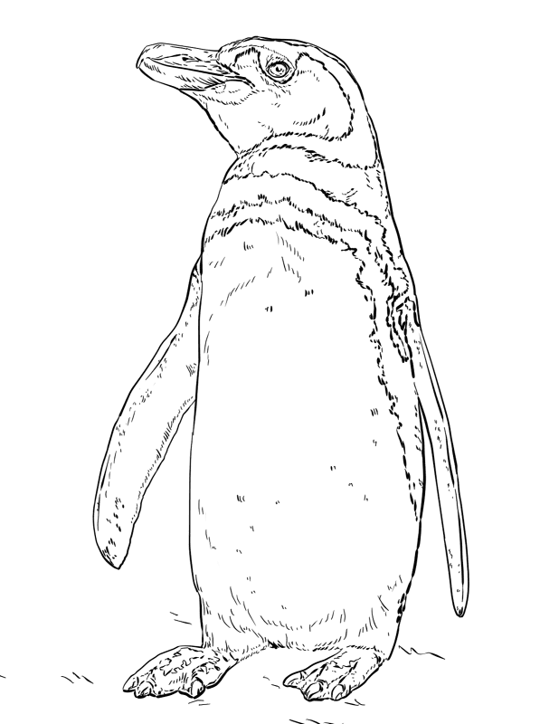 Humboldt Penguin Coloring Page Md Coloring Page — Free Printable — free printable coloring page
