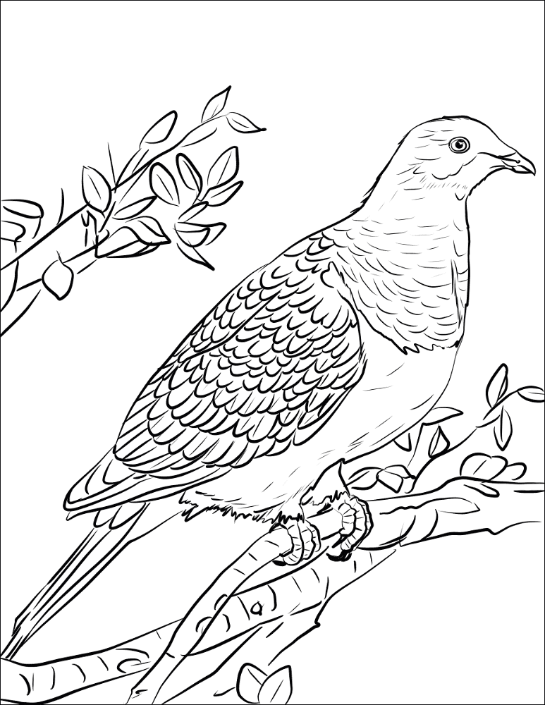 Kereru Coloring Page Md Coloring Page — Free Printable — free printable coloring page