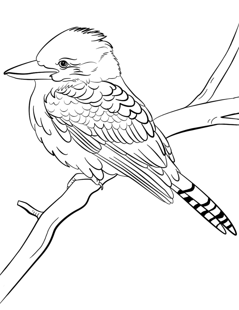 Laughing Kookaburra Coloring Page Md Coloring Page — Free Printable — free printable coloring page