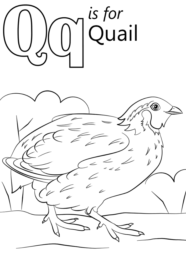 Letter Q Is For Quail Coloring Page Md Coloring Page — Free Printable — free printable coloring page